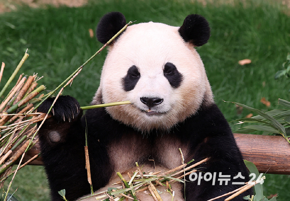 푸바오가 일반 관람객들을 만나는 마지막 날인 3일 오전 용인 에버랜드 판다월드 실내 방사장에서 푸바오가 대나무를 먹고 있다. [사진=사진공동취재단]