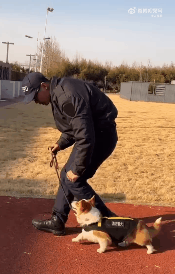 중국 첫 코기 경찰견 '푸자이'가 훈련하는 모습. [영상=중국 SNS]