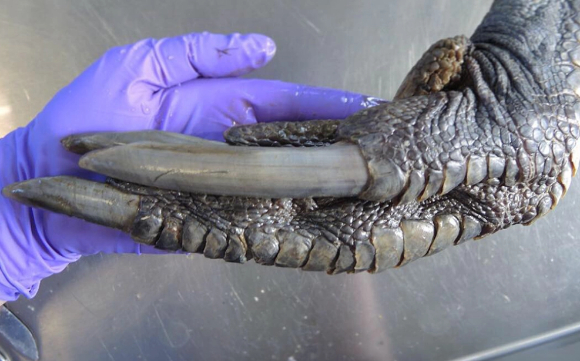 전문가들은 입을 모아 야생동물과의 접촉을 피해야 한다고 조언했다. 사진은 화식조. [사진=tamansafari @Adithya Amirajab]