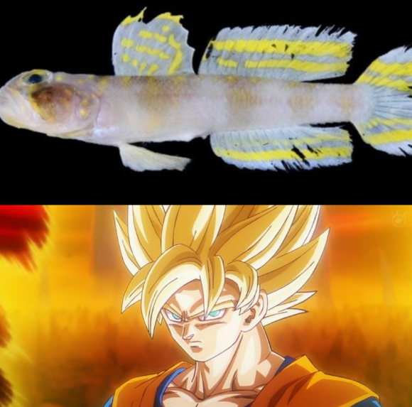 반더호르스티아 슈퍼사이얀(위쪽)과 드래곤볼의 초사이언인 [사진=X 갈무리 ]