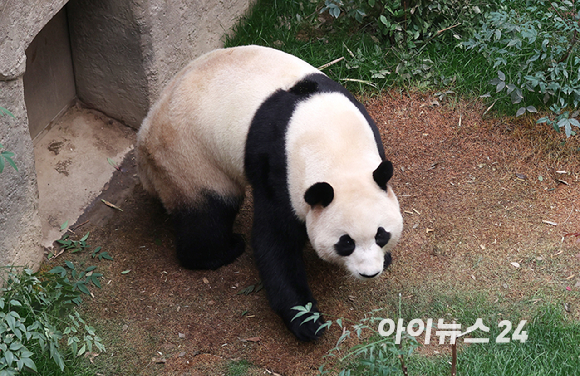 푸바오가 일반 관람객들을 만나는 마지막 날인 3일 오전 용인 에버랜드 판다월드 실내 방사장에서 푸바오가 산책하고 있다. [사진=사진공동취재단]