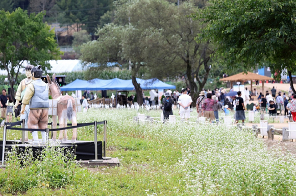 강원 평창군 효석문화마을 일원에서 열린 '평창효석문화제'에서 관광객들이 메밀꽃밭을 누비며 가을을 즐기고 있다. [사진=연합뉴스]