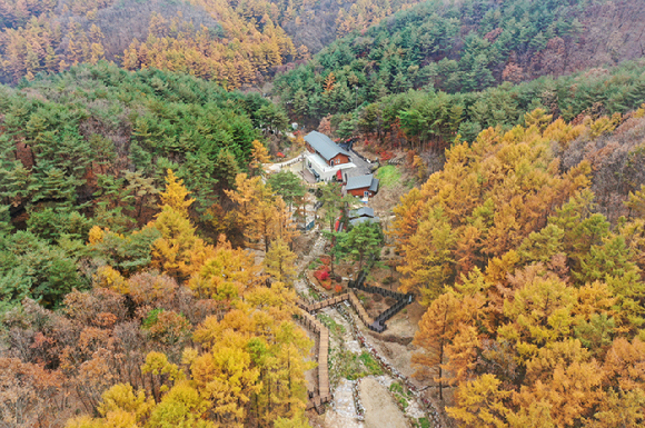 황금처럼 노랗게 물든 낙엽송 숲에 자리한 국립양평치유의숲 전경 [사진=한국산림복지진흥원 ]