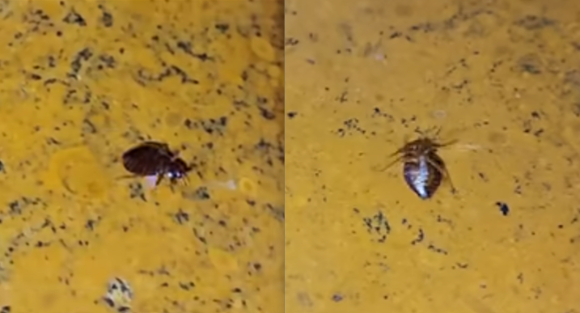 최근 프랑스가 빈대와의 전쟁을 벌이고 있는 가운데 인천의 한 사우나에서도 빈대가 발견됐다는 영상이 공개돼 충격을 주고 있다. [사진=유튜브 '다흑' 캡처]