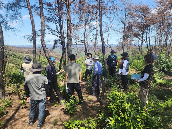 산림 분야 전문가들이 경상북도 안동시 산불피해지에서 복구방안을 논의하고 있다. [사진=산림청]