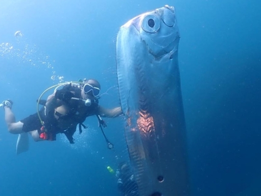 대만 바다에서 초대형 산갈치의 모습이 포착됐다. [사진=왕청루 SNS]