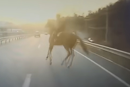도로 갓길에서 달리던 말이 갑자기 차 앞으로 튀어나와 부딪혀 죽고, 기수는 크게 다치는 사고가 발생했다. [사진=유튜브 한문철TV]