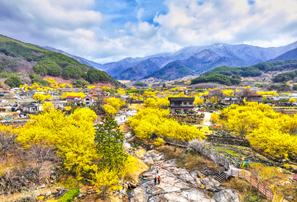 구례산수유축제장 전경 [사진=구례군]