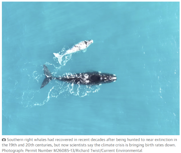 남방긴수염고래 출산율이 떨어졌다는 연구 결과가 나왔다. [사진=가디언/Permit Number M26085-13/Richard Twist/Current Environmental]