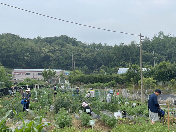 지난해 주말농장 참여자들이 농업 체험을 하고 있다. [사진=구로구]