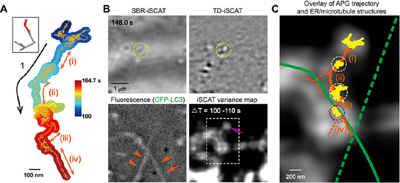 간섭산란 현미경을 이용해 밀리초 시간분해능과 나노미터 공간 정밀도로 규명된 자가포식체의 소포체-미세소관 간 전이 과정. [사진=IBS]