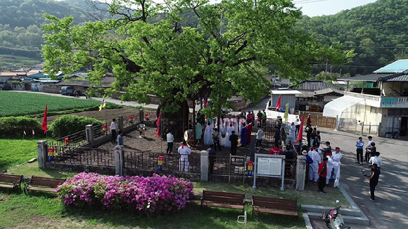 곽재우 의병장 생가 앞에 있는 세간리 은행나무(천연기념물 제302호)는 600살 수령을 자랑한다. 세간리 현고수 [사진=뉴시스]
