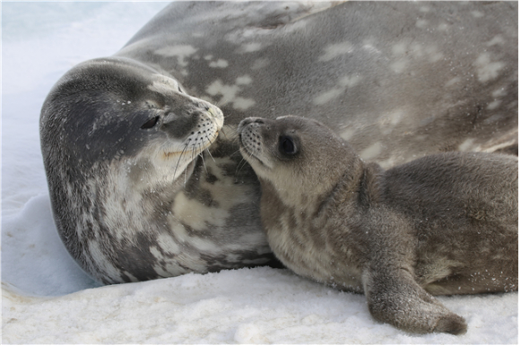 "아가! 오늘은 여기까지만 잠수하자"…남극 웨델물범의 '눈높이 교육'