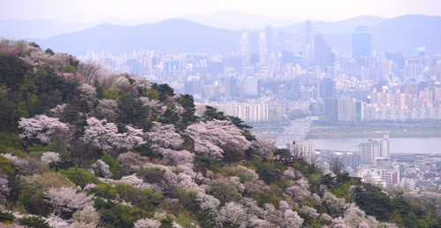 서울시 용산구 N서울타워에서 바라본 남산공원 산책로에 벚꽃이 가득하다. [사진=뉴시스]