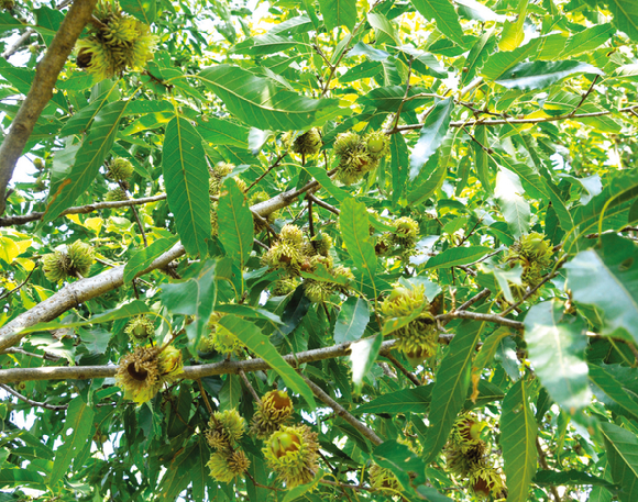 상수리나무 `금수라1호` [사진=산림청]