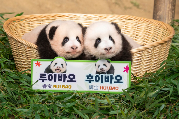 12일 오전 경기 용인시 에버랜드 동물원 판다월드에서 지난 7월 자이언트판다 커플 러바오와 아이바오 사이에서 태어난 쌍둥이 아기 판다 루이바오, 후이바오가 공개되고 있다. [사진=에버랜드]