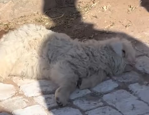 이 새끼 양은 아이들에게는 친근하게 군다고 한다. [사진=SCMP]