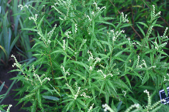 골등골나물 [사진=산림청]