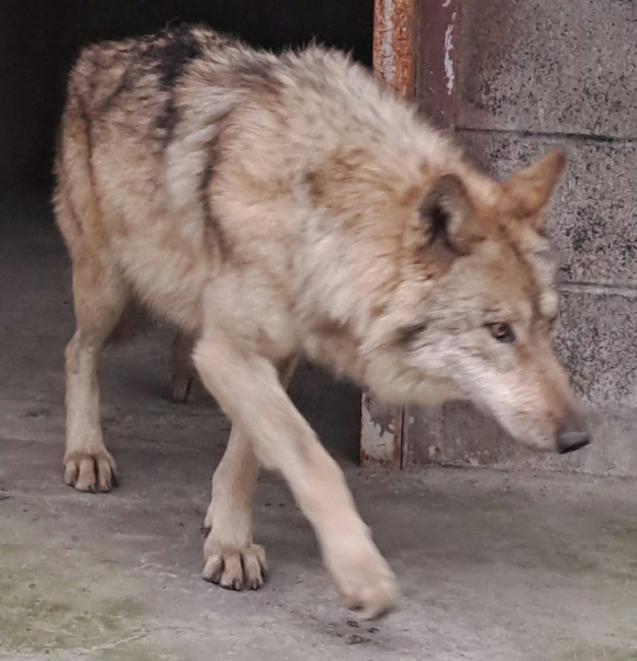 '오월드 예상 풍경' 이라며 늑구를 보러 오월드에 몰린 인파를 합성한 AI 이미지 [사진=온라인 커뮤니티]