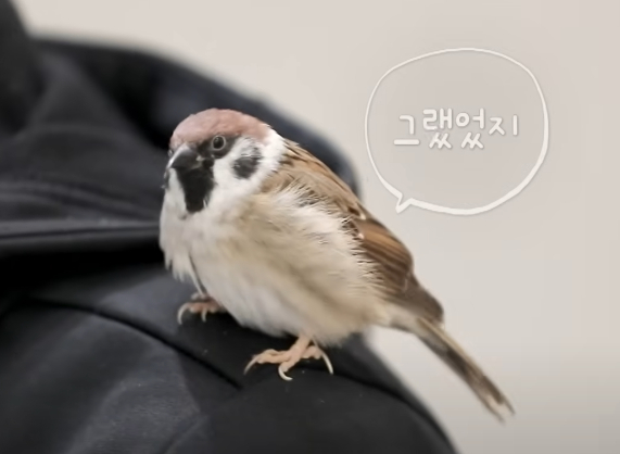 참이가 둘째아이 어깨에 앉아 있다. [사진=MBN '특종세상']