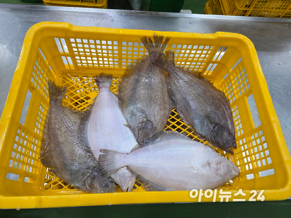 경남 사천에 위치한 다미원 삼천포 공장에서 작업자들이 부세조기를 손질하고 있다. [사진=구서윤 기자]