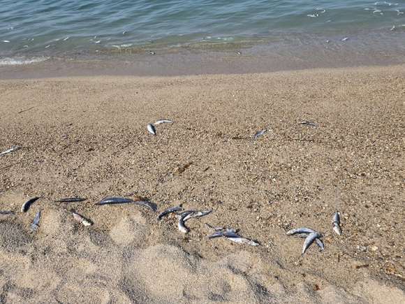 강릉 연곡 해변으로 밀려온 고등어 사체 [사진=독자 제공/연합뉴스]