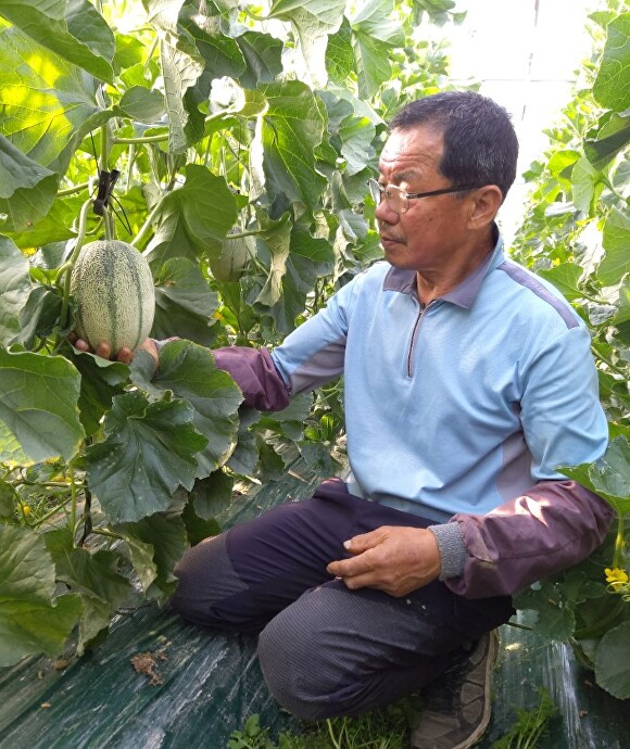 구미시 한 농민이 자신이 재배한 칸탈로프 멜론을 자랑하고 있다. [사진=구미시]