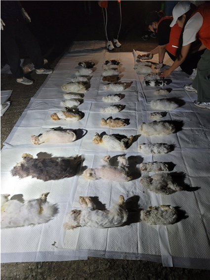 동물권 행동 단체 카라 등이 지난 9월 1일 경기 화성시에 있는 강아지 번식장에서 강아지 1426마리를 구조했다. [사진=카라]