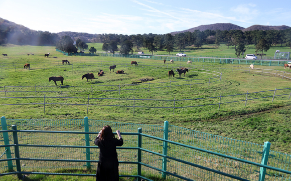 화창한 봄 날씨를 보인 11일 제주마(馬)들이 제주마방목지에서 풀을 뜯어 먹거나 쉬고 있다. 2026.4.11 [사진=연합뉴스]