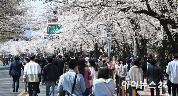 8일 오후 서울 여의도 윤중로를 찾은 시민들이 활짝 핀 벚꽃을 보며 산책을 하고 있다. [사진=김성진 기자]