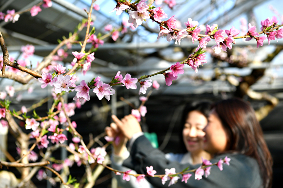 경산시 압량면에 핀 복숭아꽃 [사진=경산시]