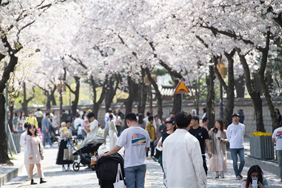 지난해 경주벚꽃축제 모습. [사진= 경주시청]