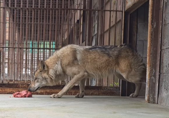 20일 늑구가 먹이를 먹는 영상이 공개됐다. [사진=오월드 인스타그램]