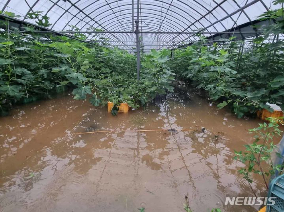 16일까지 나흘간 이어진 집중호우로 전남 해남군 현산면 초호리 일대 농경지 300㏊가 침수되면서 인근 시설하우스 작물이 물에 잠기는 피해를 입었다. [사진=뉴시스]