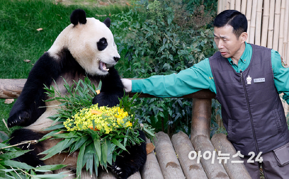 푸바오가 일반 관람객들을 만나는 마지막 날인 3일 오전 용인 에버랜드 판다월드 실내 방사장에서 강철원 사육사가 푸바오에게 당근 유채 꽃다발을 선물하고 아쉬운 표정으로 쓰다듬고 있다. [사진=사진공동취재단]