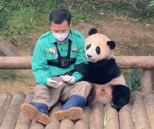 푸바오가 강철원 사육사의 팔을 붙잡고 있는 모습 [사진=에버랜드]