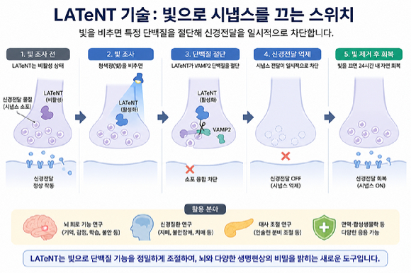 국내 연구팀이 빛을 이용해 신경세포 간 신호 전달을 차단하고 이를 다시 회복시킬 수 있는 신개념 광제어 플랫폼을 개발했다. [사진=DGIST]