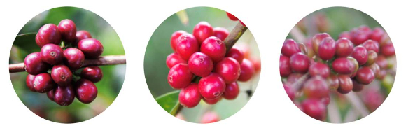 ◇김태호 커피 매거진 '드립' 편집장