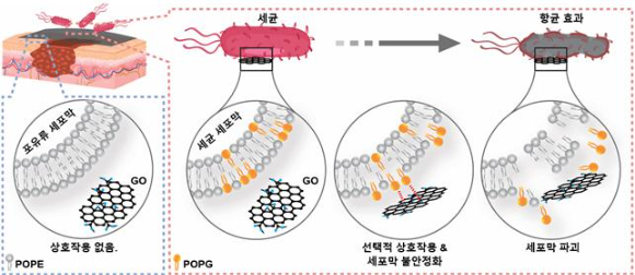 산화그래핀은 세포에 선택적으로 붙어 항균 작용을 한다. [사진=KAIST]
