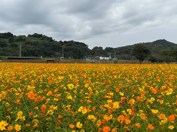  11일 경상남도 의령군 지정면 호국의병의 숲 친수공원 경관 단지에 황화 코스모스가 만개해 장관을 이루고 있다. [경상남도 의령군] 