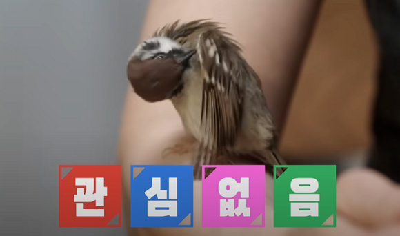 참이가 둘째아이 어깨에 앉아 있다. [사진=MBN '특종세상']