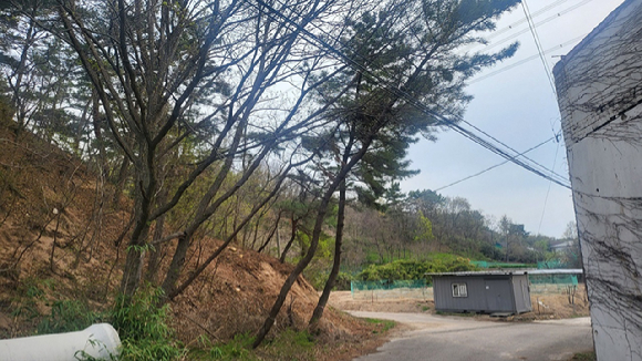 경북 포항시 남구 연일읍 달전리 전력선 위험목 제거 전 상황. [사진=산림청]