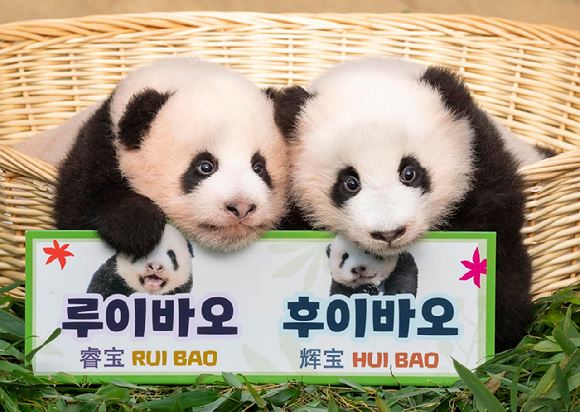 12일 오전 경기 용인시 에버랜드 동물원 판다월드에서 지난 7월 자이언트판다 커플 러바오와 아이바오 사이에서 태어난 쌍둥이 아기 판다 루이바오, 후이바오를 (왼쪽부터)강철원 사육사, 왕핑펭 중국 판다보호연구센터 연구원, 오승희 사육사, 송영관 사육사가 공개하고 있다. [사진=에버랜드]