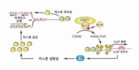 DNA 복제가 발생하면 53BP1이 ACLY에 결합, SLBP의 발현을 증가시킨다. 증가된 SLBP가 히스톤 합성을 촉진해 DNA를 정상적으로 포장한다. 이 경로에 문제가 발생하면 세포분열 도중 포장되지 않는 DNA가 생성돼 게놈 불안정성이 발생한다. [사진=한국연구재단]