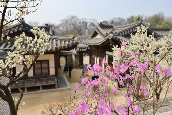 27일 서울 종로구 창덕궁 낙선재에 진달래와 매화 등 봄꽃이 피어 있다. 2026.3.27 [사진=연합뉴스]