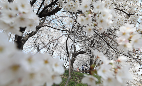 지난 30일 세종시 조치원읍 조천변에서 시민들이 만개한 벚꽃을 보며 포근한 봄날씨를 즐기고 있다. [사진=뉴시스]