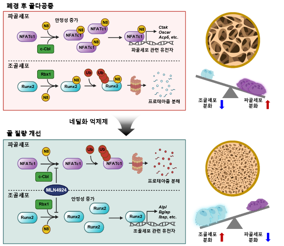 기존 골다공증 치료 한계 뛰어넘는다 外 [과학게시판]