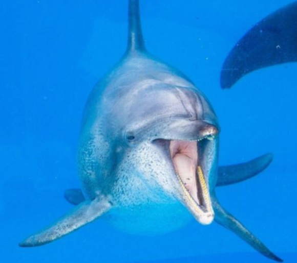 일본에서 반세기 동안 사랑받아온 돌고래 ‘오키짱’이 숨을 거뒀다. [사진=츄라우미 수족관]