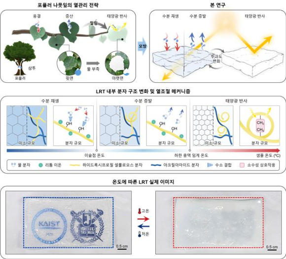 포플러 나뭇잎의 열관리 전략을 본뜬 하이드로겔 기반 자율 온도조절기의 작동 개념도. 온도 변화에 따라 스스로 조절할 수 있다. [사진=KAIST]