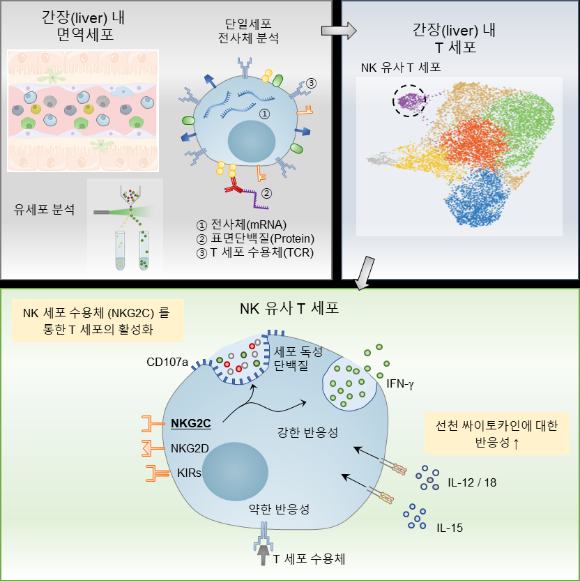 국내 연구팀이 선천·적응면역 등 두 가지 속성을 모두 지닌 ‘NK 유사 T 세포’를 발견했다. [사진=카이스트]
